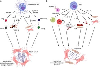 Mast Cells in Cardiac Fibrosis: New Insights Suggest Opportunities for Intervention